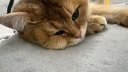 疯狂小狗中大型犬狗粮成幼犬40斤装宠物柯基边牧金毛拉布拉多鸡肉燕麦20kg 实拍图