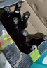 珠江啤酒12.3度 珠江1985啤酒 640ml*12瓶 整箱装 实拍图