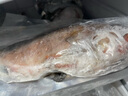 多味季新鲜石斑鱼深海野生海鱼石斑鱼冷冻特大老虎斑红口斑珍珠斑顺丰 野生大石斑鱼5条/每条351g-501g 实拍图