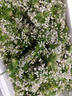 教蔬鲜生【顺丰直达】韭菜花新鲜现摘山东头茬嫩半仔韭花酱蘸料花朵苞 500g 实拍图