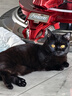 疯狂的主人 猫抓板窝超大号圆形不掉屑耐磨一体猫窝磨爪猫咪玩具 实拍图