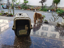 腆宠航空箱猫国航大号猫箱宠物航空箱狗狗猫包猫笼外出狗狗托运箱 实拍图