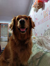顽皮（Wanpy）果饭儿双拼犬粮添加鸡肉冻干拉布拉多比格宠物食品成犬幼犬专用 【升级款】鸡肉+三文鱼口味-10kg 实拍图