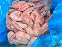 美加佳熟冻北极甜虾腹籽净重3斤 90/120规格  海鲜水产 熟冻甜虾 实拍图