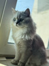 奥克斯（AUX）宠物剃毛器猫咪专用推子长毛猫电推剪静音剃猫毛神器宠物猫脚底推毛器 【长毛猫专用 可防水】标配+美容工具+原装刀头 实拍图