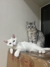 雪貂留香猫咪指甲剪专用狗狗指甲钳神器猫爪子宠物指甲剪刀 实拍图