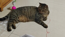 艾尔猫粮  深海鱼 成猫 幼猫 通用全价猫粮 500g1斤 实拍图