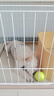 狗狗玩具球边牧柯基金毛逗狗遛狗训犬专用耐咬磨牙小狗宠物狗网球 宠物狗网球-黄色-2个 实拍图