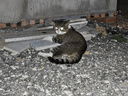 迪尤克（DIYOUKE）全价猫粮 幼猫成猫通用猫干粮 低盐鲜肉美毛 鱼肉味猫粮10kg 实拍图