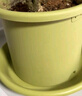 爱丽思花盆托盘塑料彩色树脂盆托接水盘树脂9号浅绿（配8号花盆） 实拍图