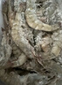 鲜京采 原装进口厄瓜多尔白虾 净重3.3斤 大号30-40规格 50-66只/盒 实拍图