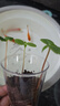 IAM City Farmer凤仙花 儿童植物观察杯 科学课植物种植盆栽根系生长DIY观察10036 实拍图