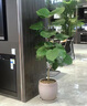 大型植物发财树摇钱树柠檬树天堂鸟盆栽绿植办公室内乔迁开业佳品 辫子发财树1.1-1.2米 含盆 实拍图