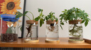 九千谷花瓶玻璃 水培植物生态瓶杆状绿植花瓶家用客厅摆件带竹托9882 实拍图