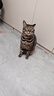 阿飞和巴弟猫粮E76大健康版本益生菌全价冻干双拼猫粮成猫幼猫粮2kg 实拍图