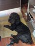 Orijen渴望狗粮 成犬幼犬无谷鸡天然鸡肉进口全价通用犬粮2kg 效期25/12 实拍图