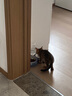 甜浪海猫碗双碗自动喂食器不锈钢狗盆幼猫吃饭喝水防打翻饮水机宠物食盆 实拍图