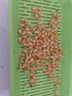 疯狂的主人猫草+10袋小麦种子盆栽无土水培薄荷去化毛球助排毛猫咪零食成幼 实拍图