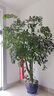 Only you【2小时达】发财树大型盆栽绿植花卉室内客厅办公室开业乔迁送礼 富贵树 实拍图