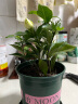 开时果 栀子花盆栽浓香型带花苞发货 阳台花卉好养绿植物源头直发包邮 加仑盆【90#带花苞】 实拍图