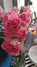 【单头康乃馨】鲜切花多色云南基地直发送妈妈送老婆花七夕节礼物 单头康乃馨桃红色20枝 实拍图