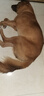 多尼斯（DOGNESS）狗狗牵引绳遛狗绳狗链子项圈小中型犬泰迪柯基法斗博美马犬 黑M 实拍图