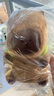 熊猫熊卡皮巴拉玩偶公仔毛绒玩具布娃娃女孩生日礼物女生水豚噜噜土拨鼠 实拍图