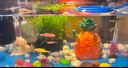 阔庭（KUOTING）鱼缸水族箱生态桌面鱼缸新款懒人鱼缸生态造景过滤制氧一体机黑色 实拍图