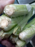 油麦菜约300g 实拍图