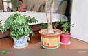 裕轩堂花盆陶瓷梅兰创意特大号简约绿萝吊兰阳台室内多肉托盆家用带托盘 82088-荷叶 特大 大 中一套 实拍图