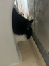 怡亲猫粮5斤全价猫干粮去毛球英短蓝猫布偶室内猫通用猫粮2.5kg 【成猫】 7.5kg 实拍图