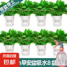 绿萝盆栽室内客厅绿植花卉 家用净化空气绿箩植物吸除甲醛吊兰 高20CM【早安吸水盆】8盆+5肥 实拍图