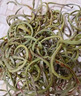 神农金康肾精草100g 嗷嗷叫黄金草 野生长白山肾精茶化石草东北男士养生茶 实拍图