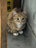 凯锐思幼猫猫粮奶糕全价幼猫粮天然粮 4斤 实拍图