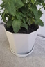 寿禾 花盆加厚绿植发财树种植盆家庭阳台园艺 木里盆中号-浅灰 实拍图