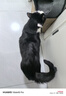 那非普 猫肤乐 猫沐浴露 猫咪黑下巴  清洁洗液200ml 实拍图