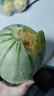 正宗脆甜西州蜜哈密瓜现摘头茬蜜瓜新鲜当季水果现摘水果 5斤带箱(净重4-5斤)2-3个 精选装 实拍图