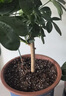 美乐棵 通用营养土养花花肥种植土花土肥料种菜土盆栽绿植专用土壤8L 实拍图