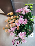 【七彩小雏菊】鲜切花混搭混色多头鲜花插瓶水养花期长七夕礼物 香槟色小雏菊50CM5枝 实拍图