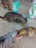 凯锐思天然猫粮成猫粮鱼肉蓝猫全价猫粮 【增肥发腮】 牛肉味-12斤 实拍图