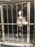 普安特宠物猫咪洗耳液用于耳道清洁狗狗螨虫耳油耳漂耳部护理液尔加分 实拍图
