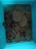 榄菊智能驱蚊器+2防蚊片 电蚊香充电式家用便携户外驱蚊器车载蚊香片 实拍图