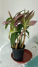 艾莹七彩香水石斛兰花四季开花好养绿植浓香型石斛室内植物花卉盆栽 5苗连体 七彩石斛 裸根发货 实拍图
