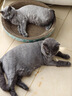 疯狂的主人 猫抓板窝特大号猫玩具猫爪板猫抓盆不掉屑猫窝碗形圆形瓦楞纸 实拍图