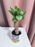 发财树盆栽室内植物客厅吸甲醛好养小盆景四季常青办公室花卉绿植 单杆发财树一颗 实拍图