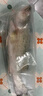 仙泉湖冷冻白蕉海鲈鱼2斤 肉厚刺少海鲜水产食材1斤*2条 实拍图
