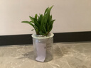 劉閣蘭花兰花香水文心兰梦香花卉盆栽 橘黄色4苗当年开花配懒人盆源头直发 实拍图
