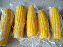 源漠优品有机甜糯黄玉米2025当季 内蒙古沙漠玉米黄金种植带 早餐粗粮杂粮 有机甜糯玉米礼盒装250g*10只 实拍图