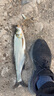 达亿瓦（DAIWA）子龙zillion sv tw2021款国际版日版远投竞技防炸线路亚水滴轮子 21款子龙SV TW 8.5速比国际版 左手型 实拍图