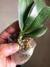 御春阁蝴蝶兰花苗盆栽室内观花植物桌面阳台年宵花卉四季开花绿植花卉 小女孩蝴蝶兰+透明原盆+原土 实拍图